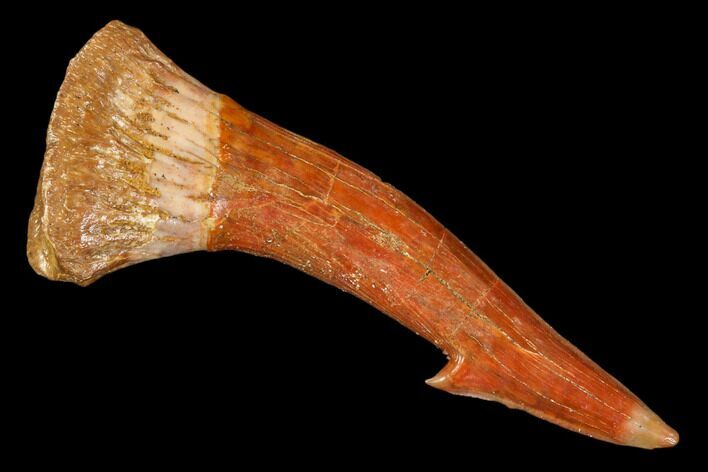 Fossil Sawfish (Onchopristis) Rostral Barb - Morocco #106401